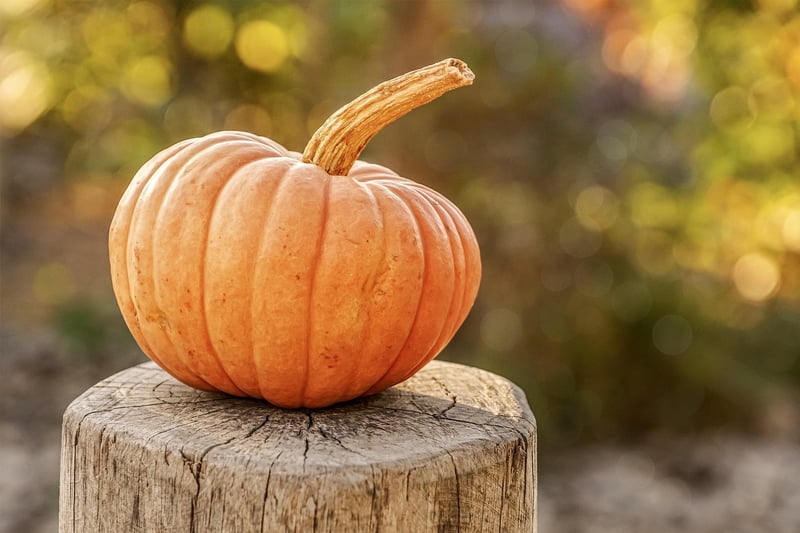 Fall Harvest Dishes